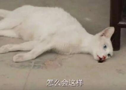 《当家主母》猫主人再度澄清,但是让人更加怀疑,猫真的死了吗