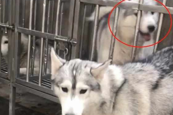 小伙养了“狼血哈士奇”，半年后越来越不对劲，骚操作令人笑岔气