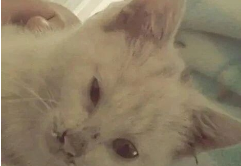 一只猫的忍痛能力有多强？如果我们都能看出，那真的很严重了