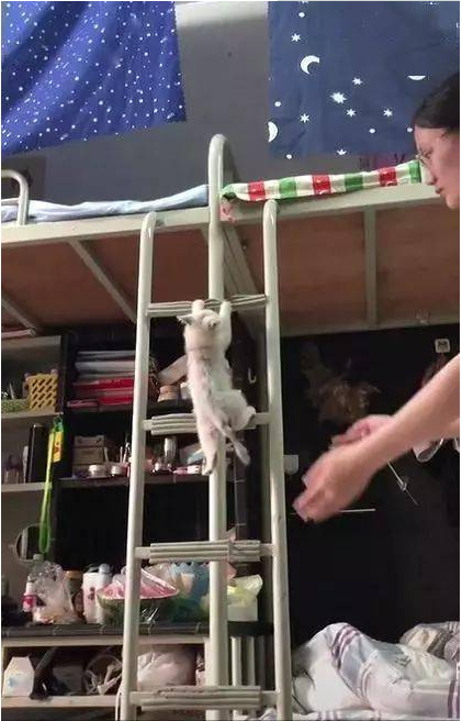 同学在寝室养了一只猫,看到猫咪每次上下铺都能笑一整天,太逗了