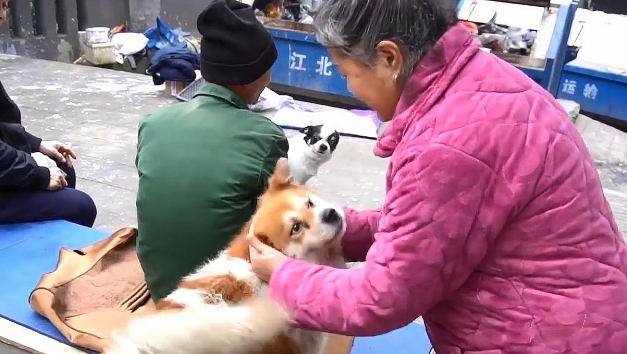 忠犬殡仪馆外守主人3天,听到旧事便流泪!网友们大赞:好有灵性 忠犬殡仪馆外守主人3天,听到旧事便流泪!网友们大赞:好有灵性