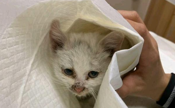 女孩救助小猫却不想养,她让小猫自己坚持住,一周后还是养了! 女孩救助小猫却不想养,她让小猫自己坚持住,一周后还是养了!