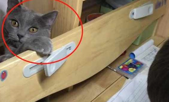 蓝猫打扰小主人做作业,下一秒却让人笑岔气,网友:这猫混的不行 蓝猫打扰小主人做作业,下一秒却让人笑岔气,网友:这猫混的不行