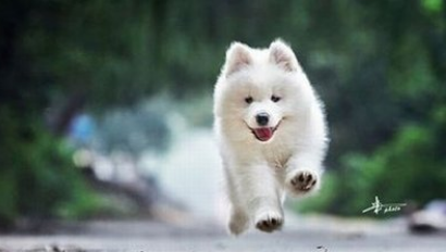 给小朋友带个小狗狗 | 10种最适合陪伴小朋友的狗狗，我们的中华田园犬应该排第几？