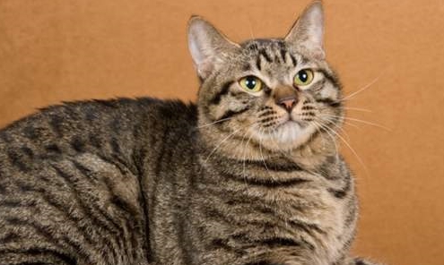 猫妈妈不让主人碰小猫,它给主人看了一眼后,放到了主人床上 猫妈妈不让主人碰小猫,它给主人看了一眼后,放到了主人床上