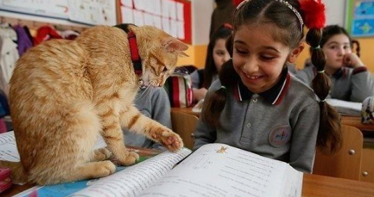 流浪橘猫受到老师恩惠，留守教室不愿走，还主动指导孩子们学习！ 