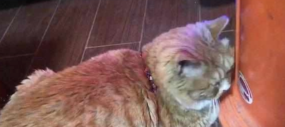 猫咪顶着烤炉不动,主人担心被烫着喊它起来,抬头一看瞬间笑喷 猫咪顶着烤炉不动,主人担心被烫着喊它起来,抬头一看瞬间笑喷