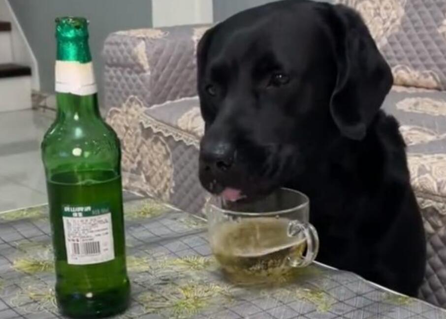 河北一宠物狗偷喝主人的啤酒，喝完酒的反应让人大赞“酒品好”