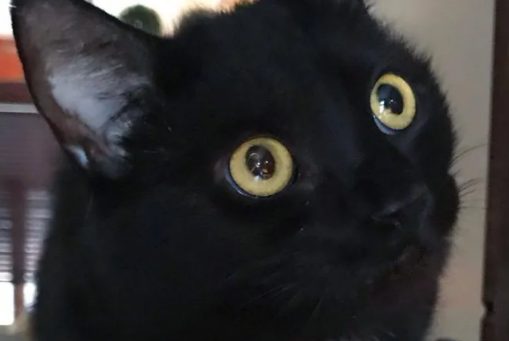 曾经喂养的小黑猫突然消失，却在一年之后，带着孩子找上门来