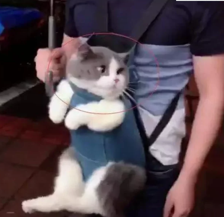 男子背着猫咪出去遛弯,猫咪一脸懵逼的表情