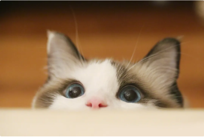 别拿别人的宠物当畜生！盗猫毒狗很残忍，更有可能违法