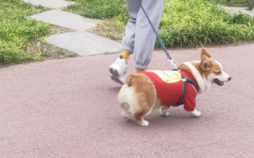 养犬应文明 掉“链”须担责
