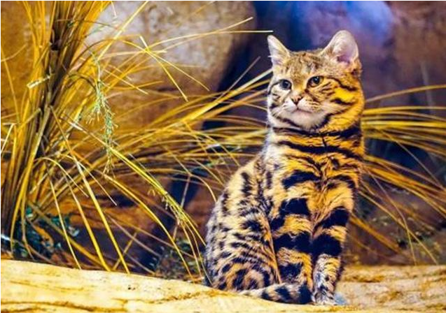 非洲小萌猫，体型小却是非洲草原的王者，为何被全世界禁养？