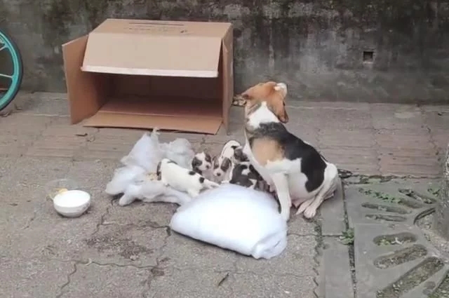 7只纯种比格犬，“连妈带儿”被遗弃街头，原主人是散财童子？