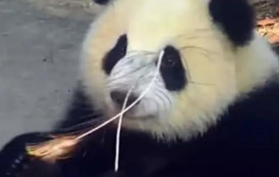 大熊猫想拔孔雀的毛，愣是追了一路，孔雀气哭：国宝就能为所欲为