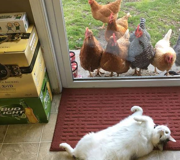 每天被一群鸡围观的猫咪,猫:别看啦,不过就是肉多那么一点点啦 每天被一群鸡围观的猫咪,猫:别看啦,不过就是肉多那么一点点啦