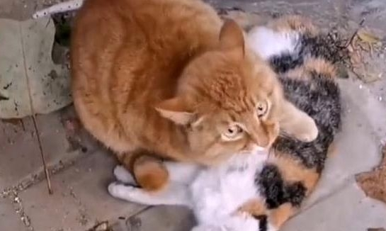 猫咪同伴身亡,不舍离开哀嚎求助:好心的人们,救救它吧! 猫咪同伴身亡,不舍离开哀嚎求助:好心的人们,救救它吧!