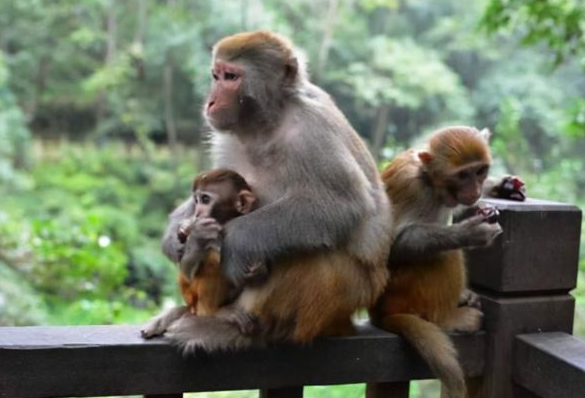 贵州猴子闯入30层住户家中，“打砸”后逃离，为什么会这样？