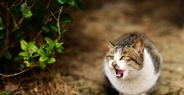 好心人救了流浪猫,把袜子剪洞给它穿上,猫咪秒变高冷范儿萌翻了 好心人救了流浪猫,把袜子剪洞给它穿上,猫咪秒变高冷范儿萌翻了