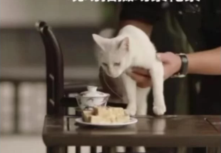 小猫为戏献身?《当家主母》剧组澄清,网友们却不买账