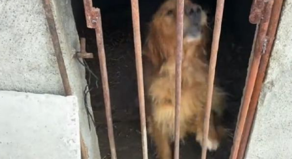 金毛被关在猪圈里,几天断粮断水:难道对汪没有一点感情吗? 金毛被关在猪圈里,几天断粮断水:难道对汪没有一点感情吗?