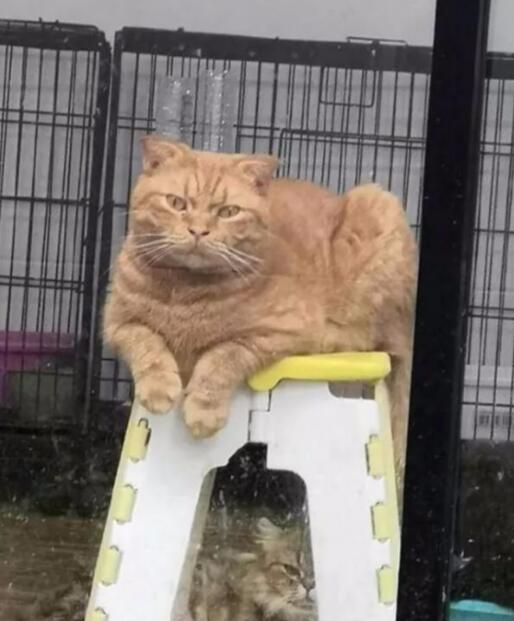 主人在院子里烤肉,隔着玻璃门的猫咪们眼睛都直了,橘猫鼻孔都气大了 主人在院子里烤肉,隔着玻璃门的猫咪们眼睛都直了,橘猫鼻孔都气大了