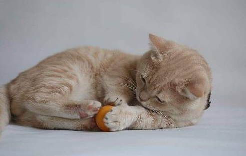 亲戚看宠物被扔掉 | 来京旅游的亲戚趁主人不在把老猫扔了