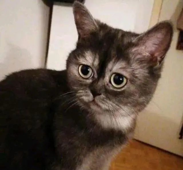 猫咪长得太“暴躁”,几个月没人敢要,女孩领养后却迷恋上它 猫咪长得太“暴躁”,几个月没人敢要,女孩领养后却迷恋上它