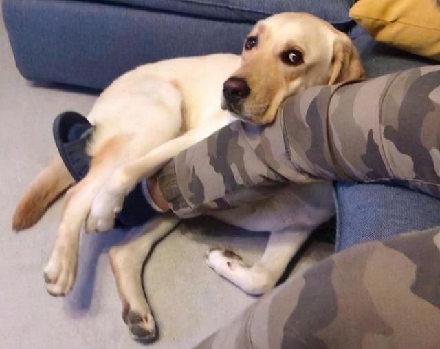 金毛犬犯了错，主人将它丢进枯井，众人看到狗狗的模样时都哭了！