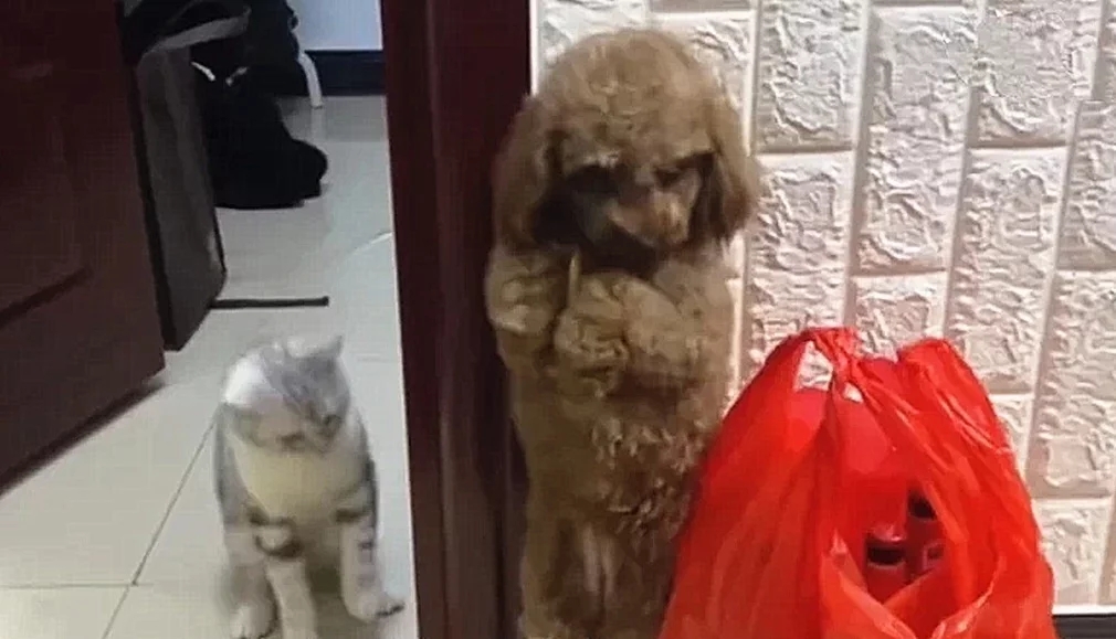 狗狗被主人罚站,猫咪竟公报私仇:伤害性不大,侮辱性极强呀