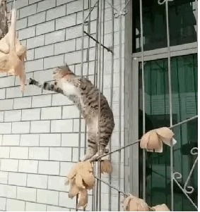 猫咪从一楼上摔下来会不会受伤 | 猫咪从楼上跳下,虽然大难不死,却也受伤不轻 猫咪从一楼上摔下来会不会受伤 | 猫咪从楼上跳下,虽然大难不死,却也受伤不轻