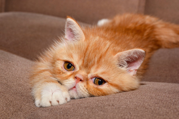 远看橘猫嘴里叼着个东西，看清后揉了揉眼睛：咋能长这么大？
