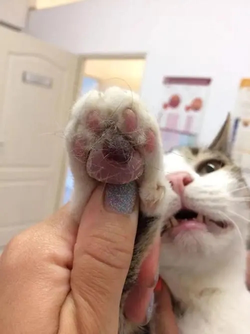 猫身上有玉米味 猫身上有玉米味