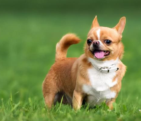 狗狗骨折后被遗弃，拖着断腿追上去，主人头也不回果断离开了！