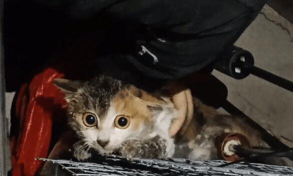 高颜值流浪猫却沾满胶水，受到伤害的猫咪躲在楼道角落里，获救后立马恢复本性