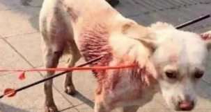 支持《反虐待虐杀动物法》，立法意见如下