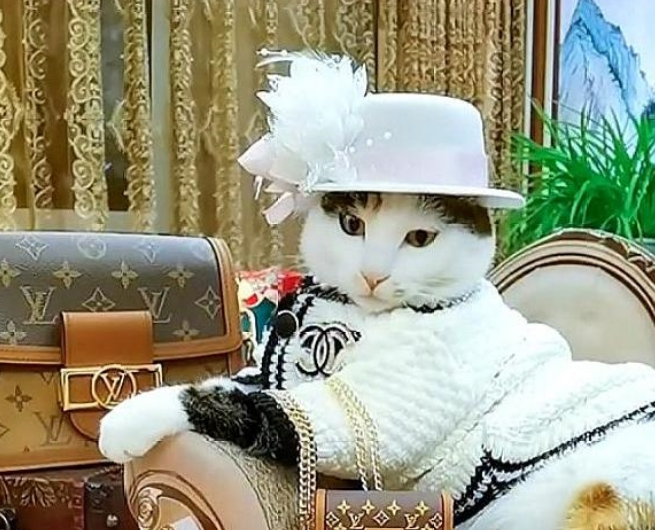 猫咪扮“阔太太”走红,谁能想到,这么好看的猫,2年前是流浪猫
