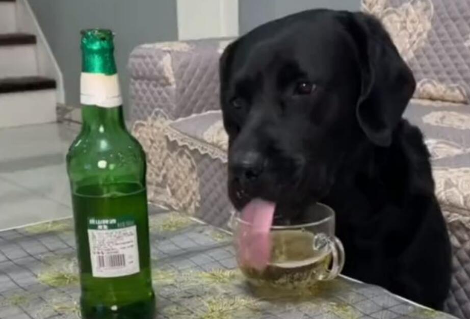 河北一宠物狗偷喝主人的啤酒，喝完酒的反应让人大赞“酒品好”