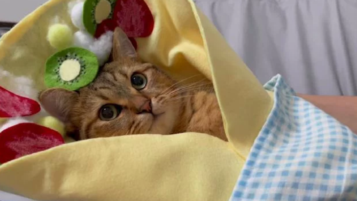把猫咪放在襁褓里睡觉，看起来像是一个卷饼！猫：别流口水啊！