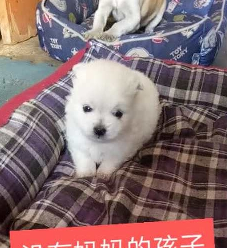 狗妈妈被冻僵在树下,小奶狗着急的向路人求救,竟着急得掉下眼泪 狗妈妈被冻僵在树下,小奶狗着急的向路人求救,竟着急得掉下眼泪