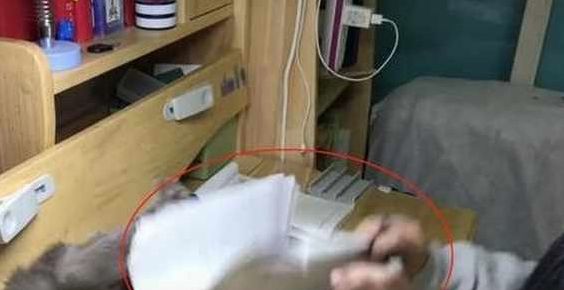 蓝猫打扰小主人做作业,下一秒却让人笑岔气,网友:这猫混的不行 蓝猫打扰小主人做作业,下一秒却让人笑岔气,网友:这猫混的不行