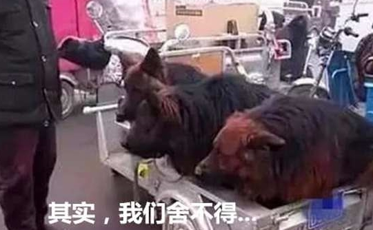 男子拉三只狼狗在集市出售,刚想上前大骂,男子:其实我也不舍 男子拉三只狼狗在集市出售,刚想上前大骂,男子:其实我也不舍
