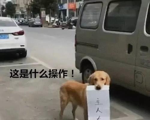 金毛给主人占车位,被路人指责:车位是你家的? 金毛给主人占车位,被路人指责:车位是你家的?