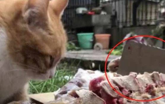 小伙在院子做菜，流浪猫突然闯入令人笑翻！猫：富贵险中来！