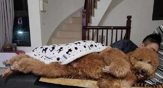 1米5的大型泰迪,每天被主人抱着睡觉,成了主人的恒温暖炉 1米5的大型泰迪,每天被主人抱着睡觉,成了主人的恒温暖炉