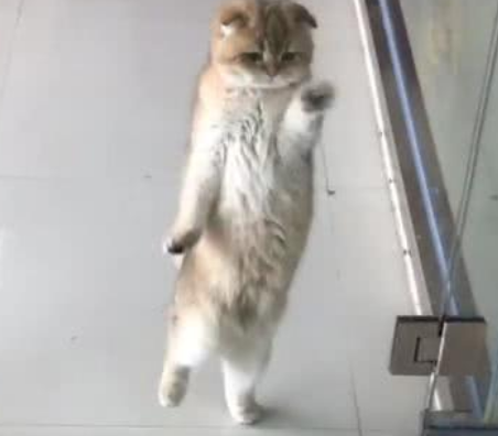 出门忘了带猫咪,打开门就看到猫咪在跳拉丁,主人瞬间笑疯了!