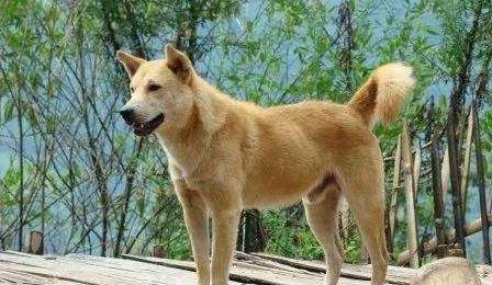 【株洲文明养犬管理·专题】株洲《城市养犬管理条例》实施半年成绩单(之二) 【株洲文明养犬管理·专题】株洲《城市养犬管理条例》实施半年成绩单(之二)
