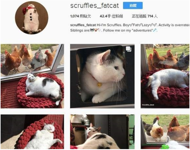 每天被一群鸡围观的猫咪,猫:别看啦,不过就是肉多那么一点点啦