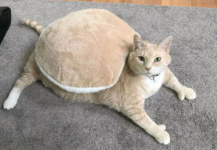 十只橘猫九只胖,还有一只压塌床?30斤猫咪被玩命减到20多