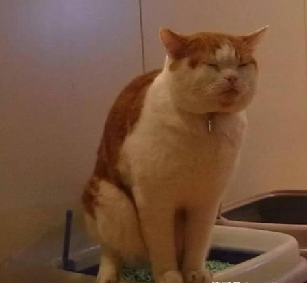 猫咪生病了怎么办？这几种疾病在家治疗比去宠物医院靠谱